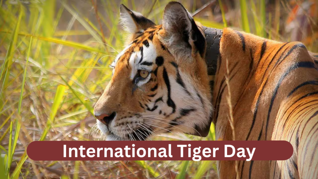 International Tiger Day 2024 slogan History, PM Modi's Top Quotes, and India's 10 Most Famous Tigers and Tigresses