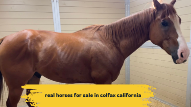 real horses for sale in colfax california