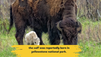 the calf was reportedly born in yellowstone national park.