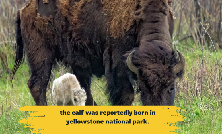 the calf was reportedly born in yellowstone national park.